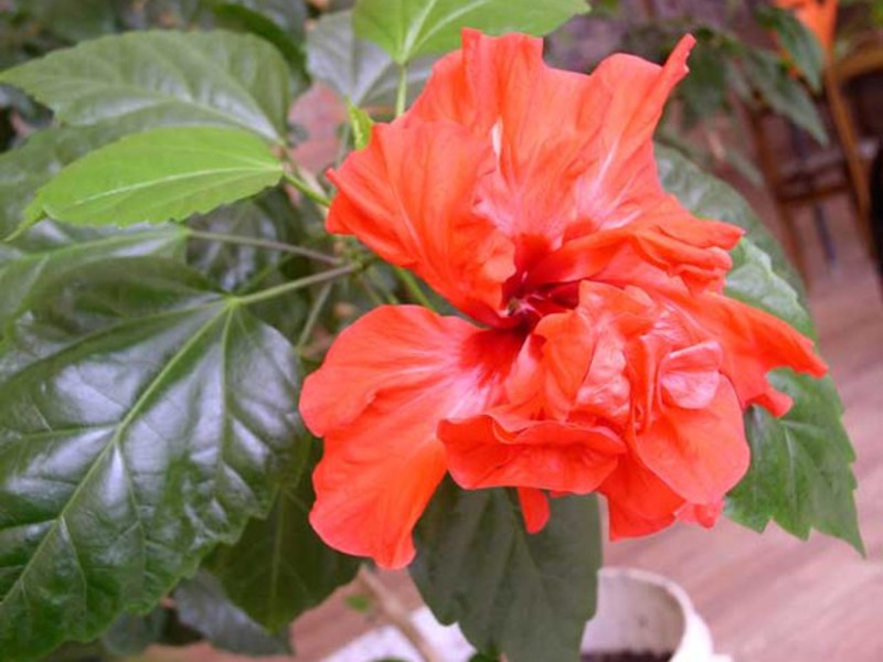 Kineska ruža Hibiskus ili kineska ruža