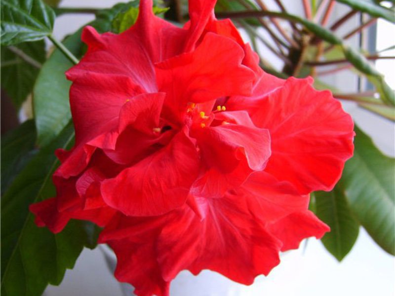 Stablo kineske ruže hibiskusa Domaća cvjetna ruža