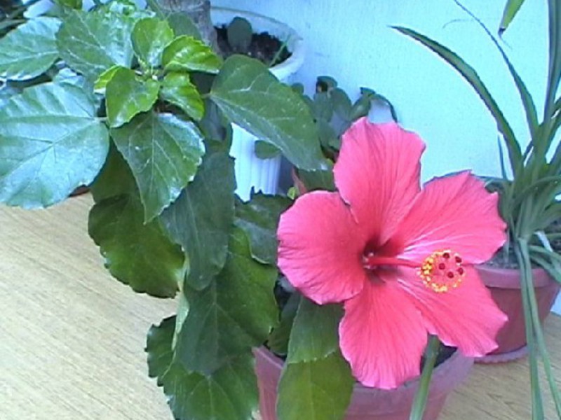 Hibiskus je zimzeleni cvjetni grm iz porodice Malvaceae. Kineski hibiskus za njegu ruža