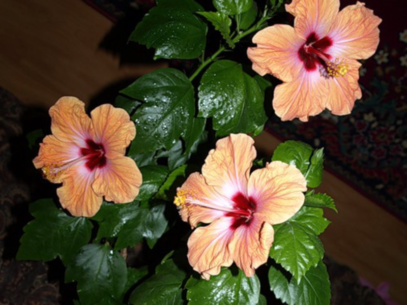 Njega cvijeća Kineski cvijet hibiskusa