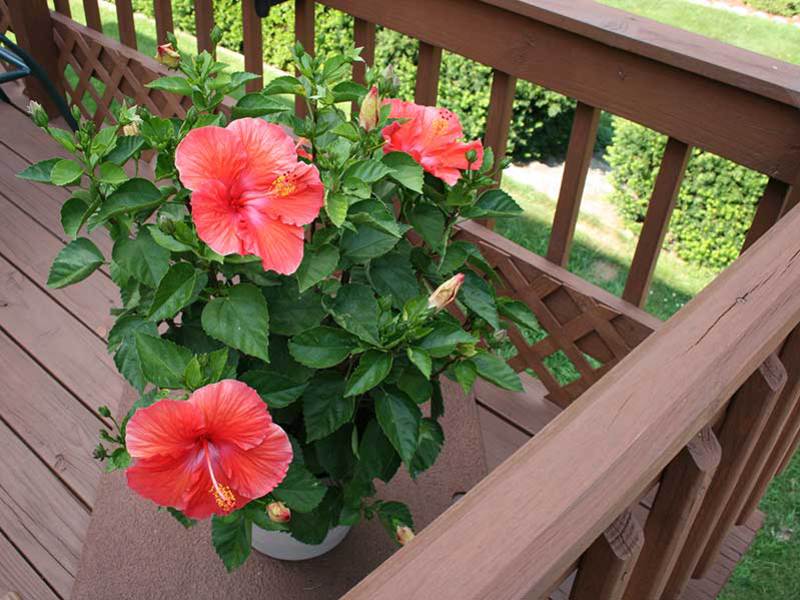 Kako se ne brinuti za hibiskus Pravila o njezi hibiskusa