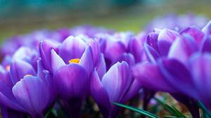 Crocus Victoria - pravila sadnje i sadnje