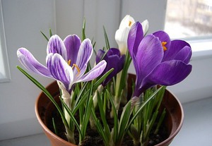 Kako se brinuti za krokus kod kuće