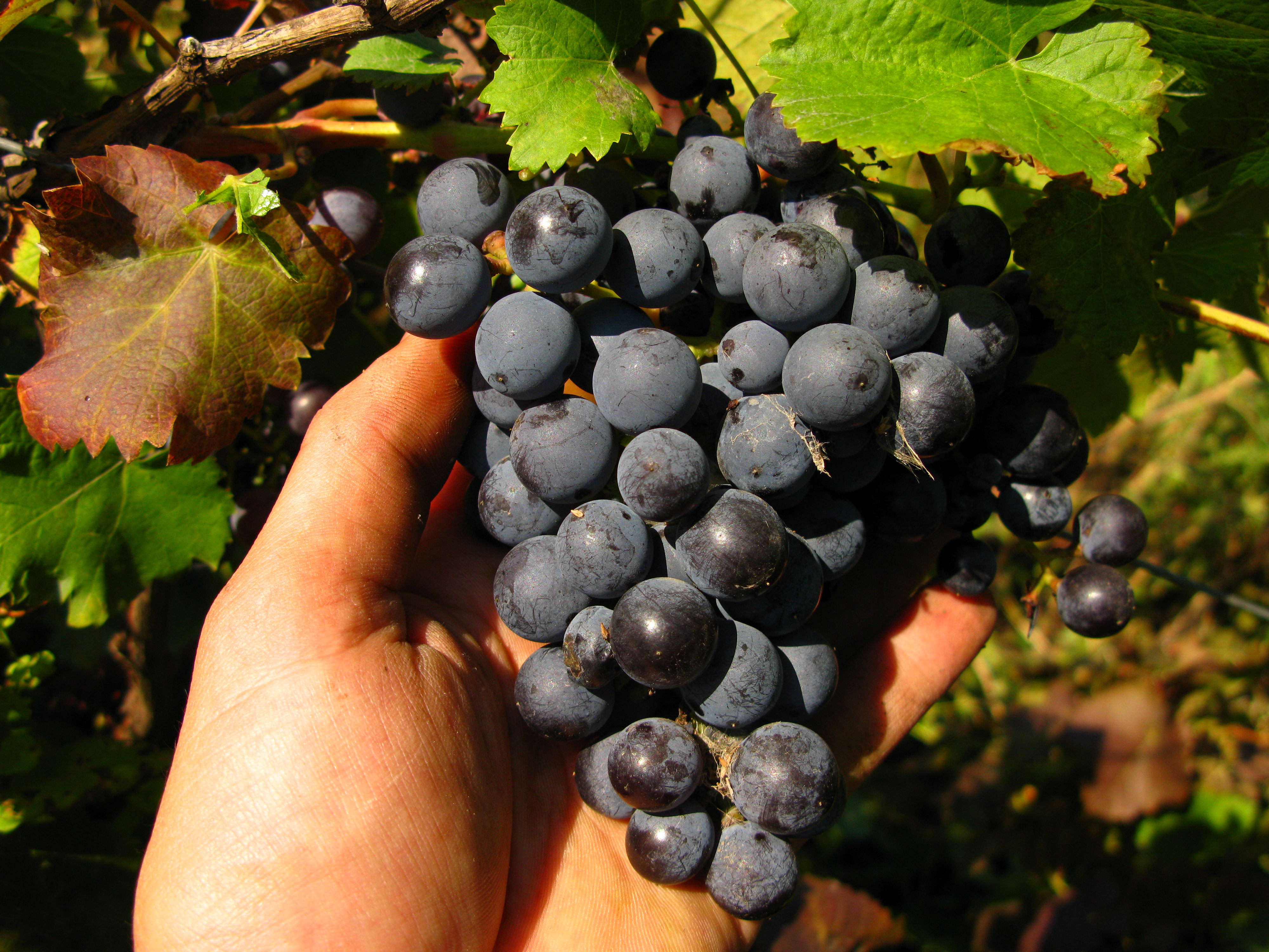 Ranoljubičasta: staro provjereno grožđe za vino i hranu