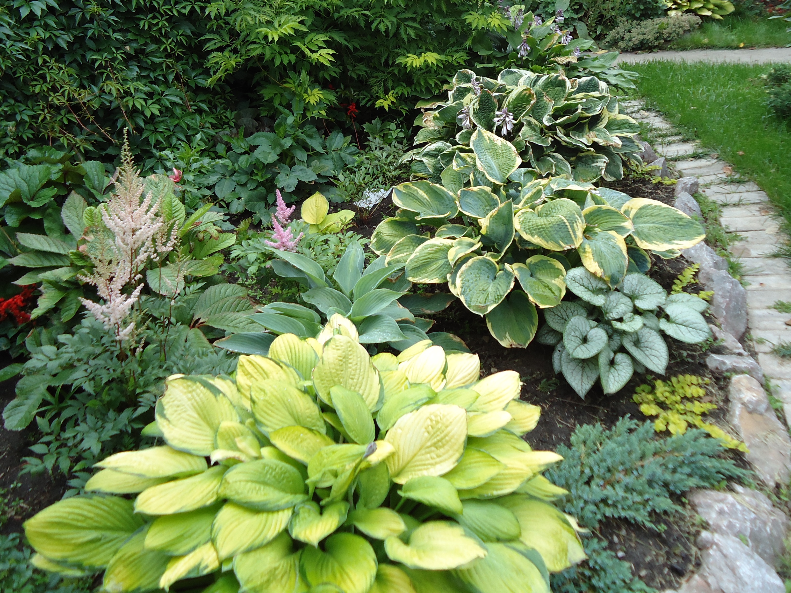 Hosta: sadnja i njega na otvorenom polju, vrste i fotografije