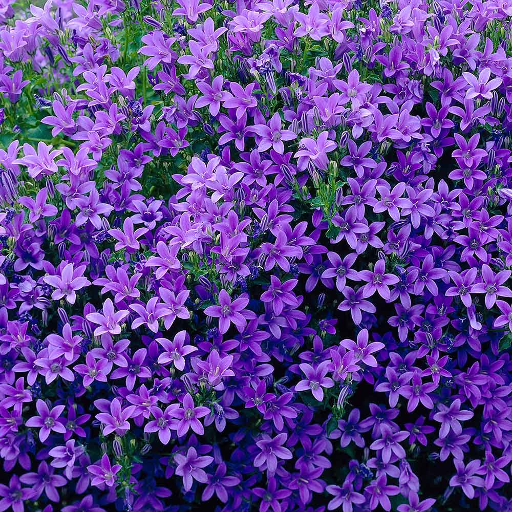Opis campanula portenschlagiana