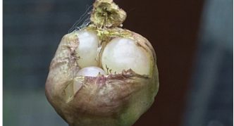 Kutija
