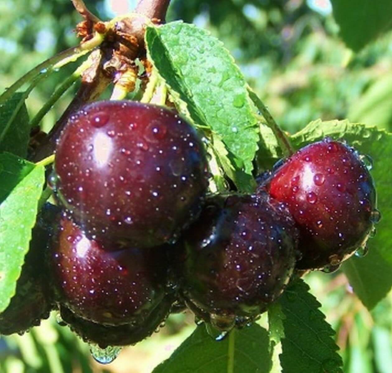 Cherry Chernokorka - zasluženi uspjeh vaše omiljene narodne sorte