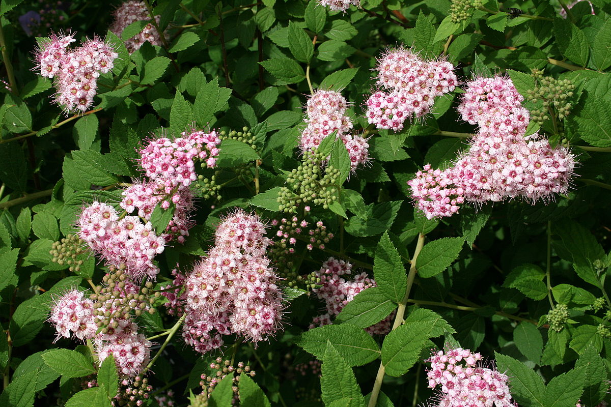 Japanska spirea: vrste, sadnja, njega i fotografije