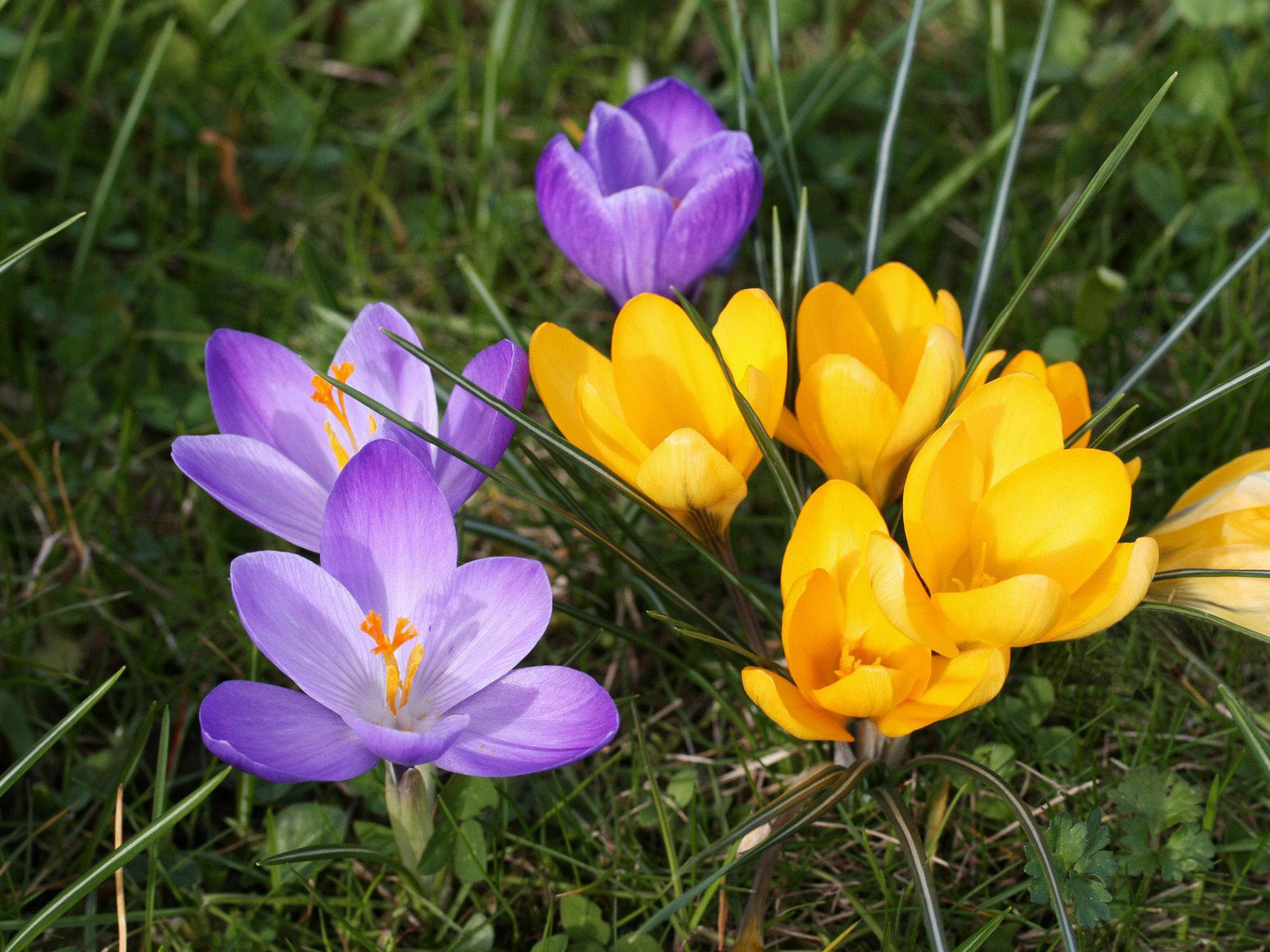 Krokusi od jaglaca: fotografija, sadnja i njega na otvorenom polju
