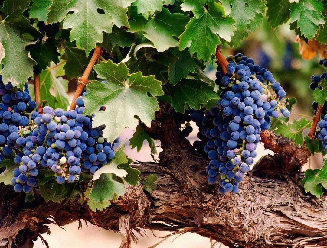 Suzbijanje bolesti i štetočina u vinogradu: kada trebate kemiju