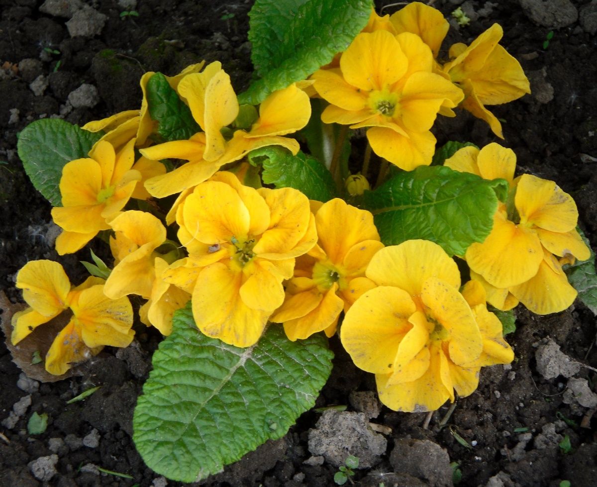 Primula - cvijet jaglaca, značajke sorte