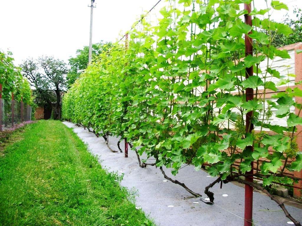 Grožđe: uklanjanje zimskog skloništa u proljeće, otvaranje tehnologije nakon zime