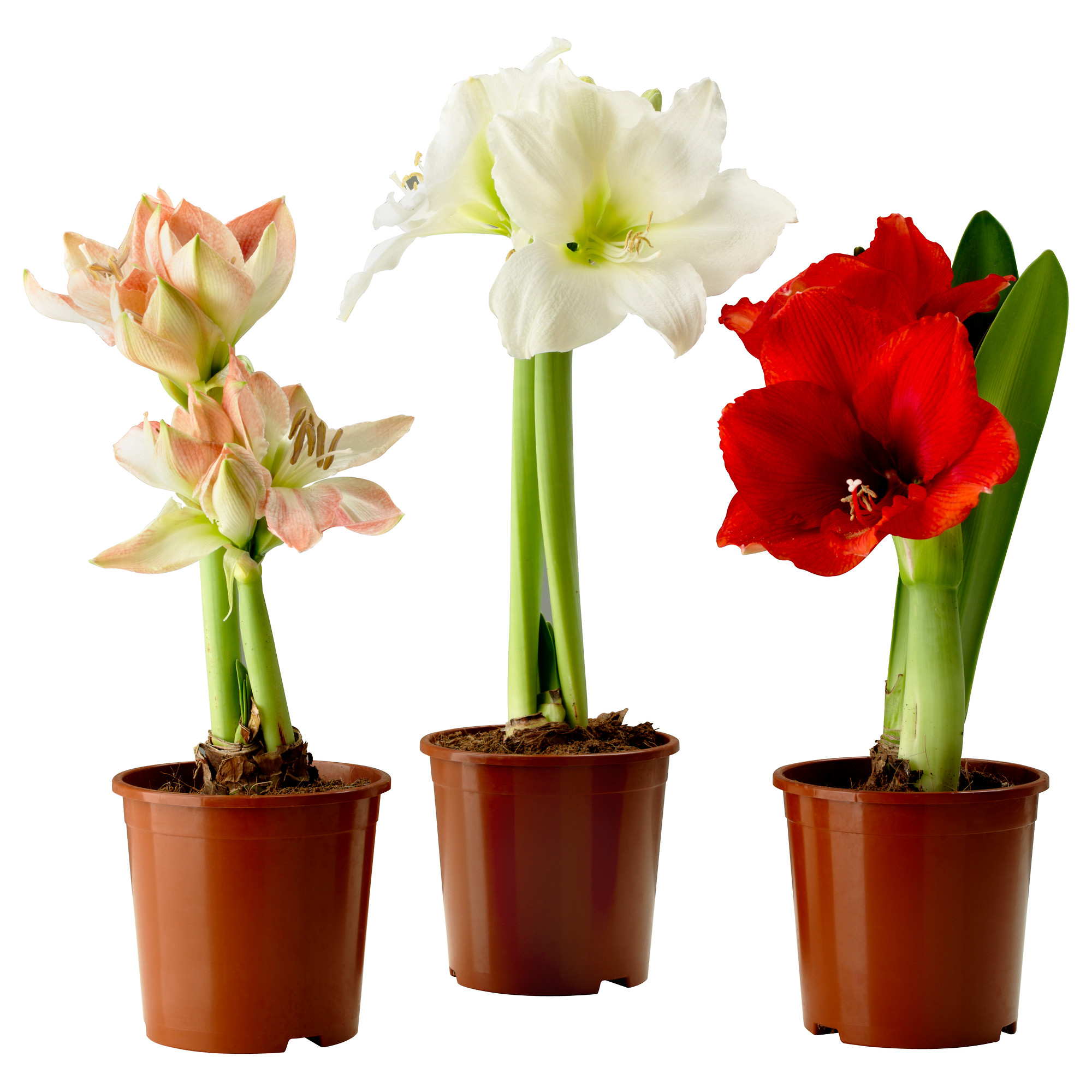 Hippeastrum - značajke kućne njege