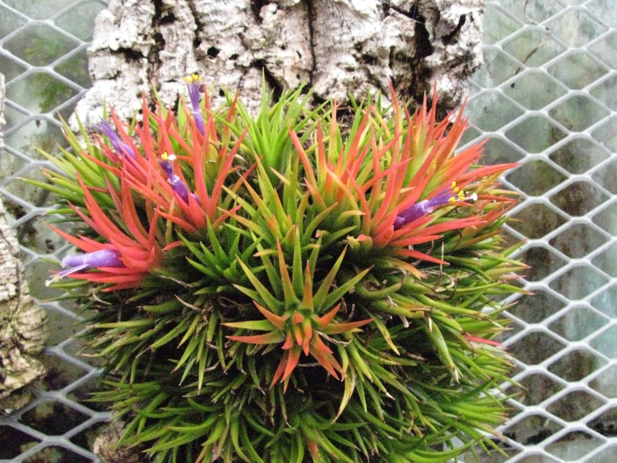Tillandsia: svijetla i neobična biljka u vašem domu