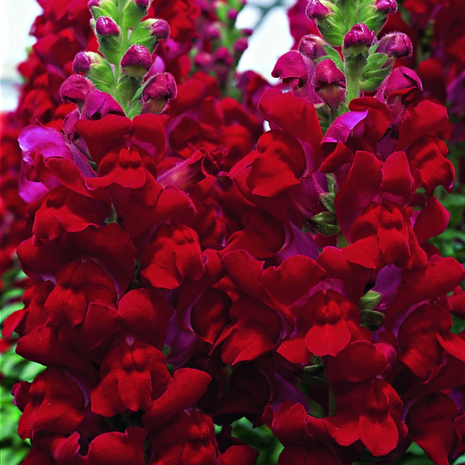 Snapdragon: uzgoj cvijeća i fotografija