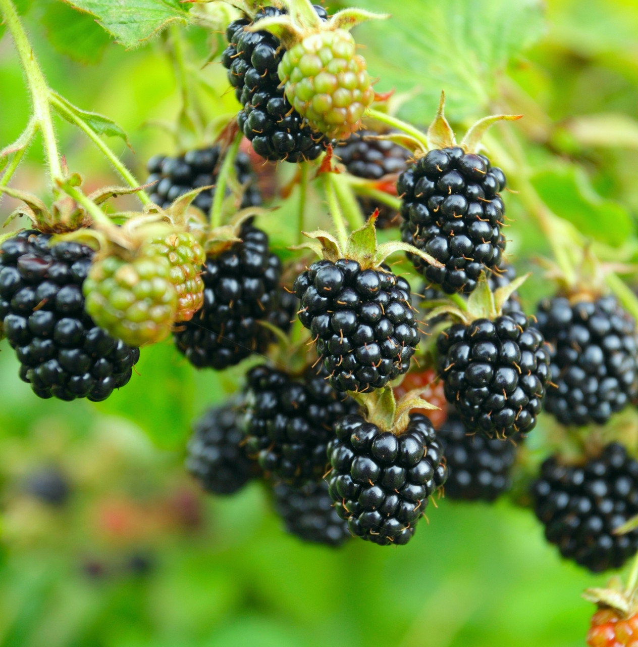 Kupine: popis uspješnih sorti i hibrida kupine