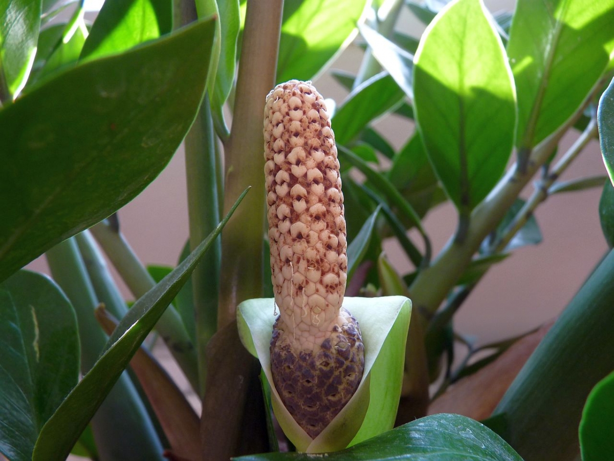 Kako cvjeta tropski Zamioculcas - cvijet celibata