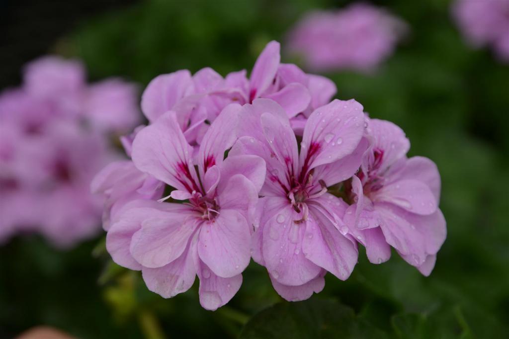Sobni pelargonija: fotografije, vrste i sorte