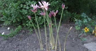 Cvjetni amarilis