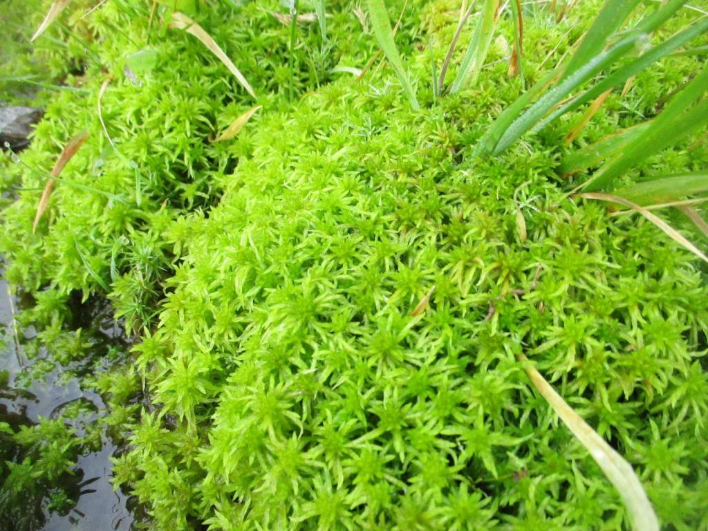 Što je sphagnum mahovina: kako koristiti ovu biljku