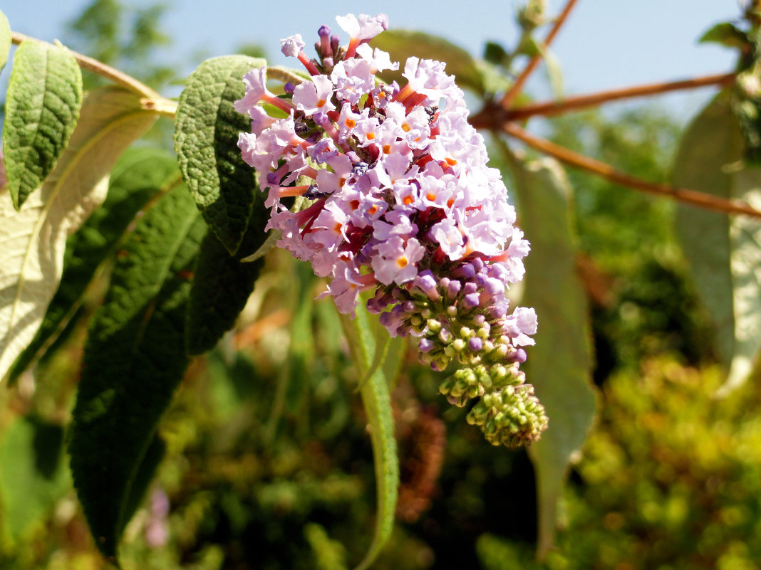 Vrste buddleya i njege: buddleya od davida koja raste iz sjemena
