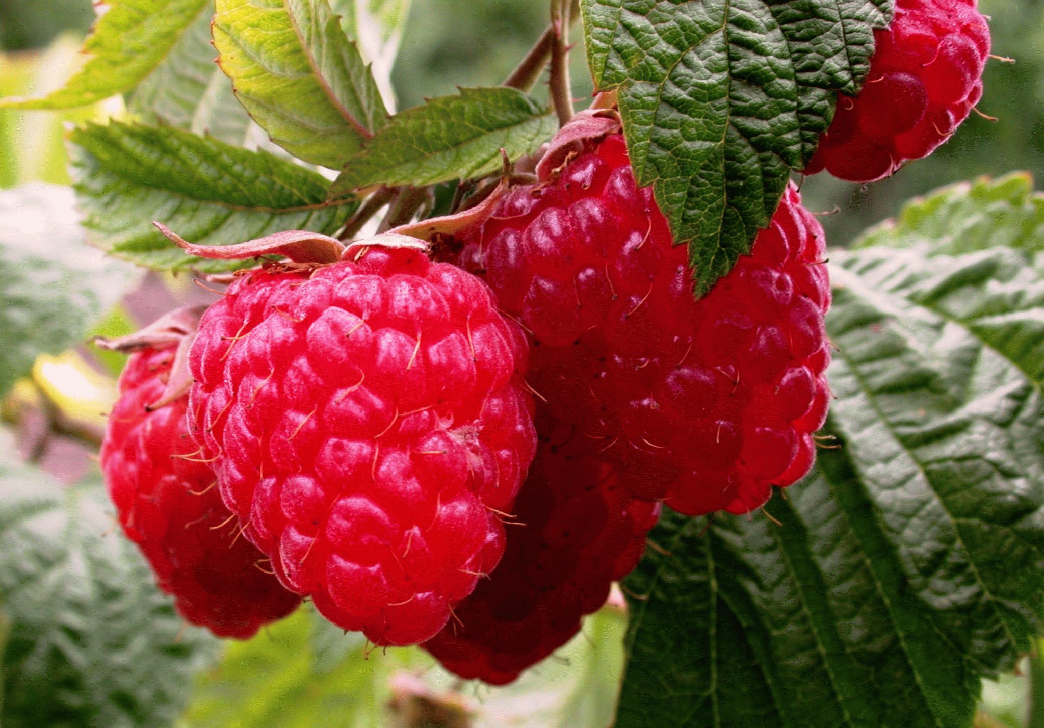 Kako saditi i uzgajati maline na njihovoj ljetnoj vikendici