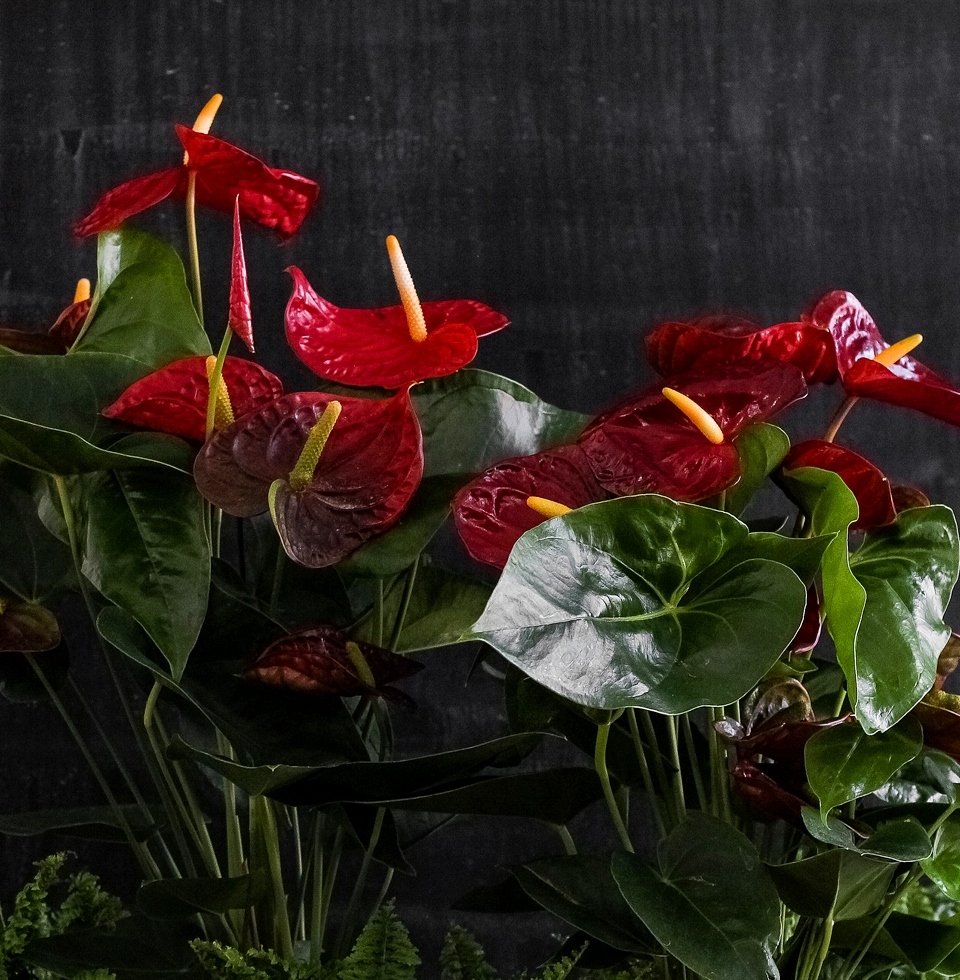 Uzgoj anthurium Andre kod kuće