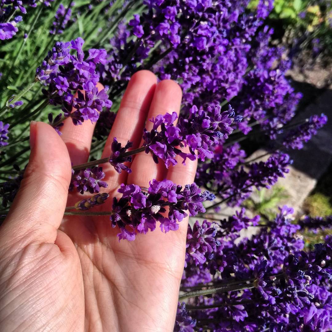 Lavanda - uzgoj cvijeća u vrtu