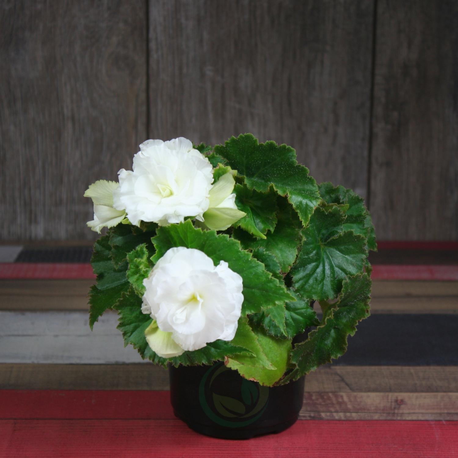 Begonia Elatior: uzgoj i njega kod kuće
