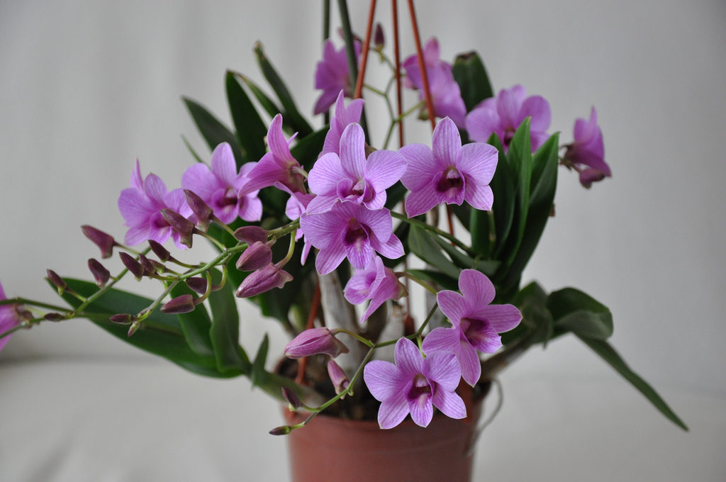 Briga za dendrobium kod kuće: savjeti, fotografije