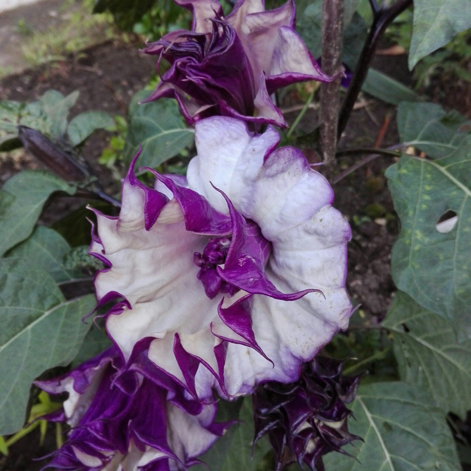 Datura obična: fotografija biljke i opis ove biljke