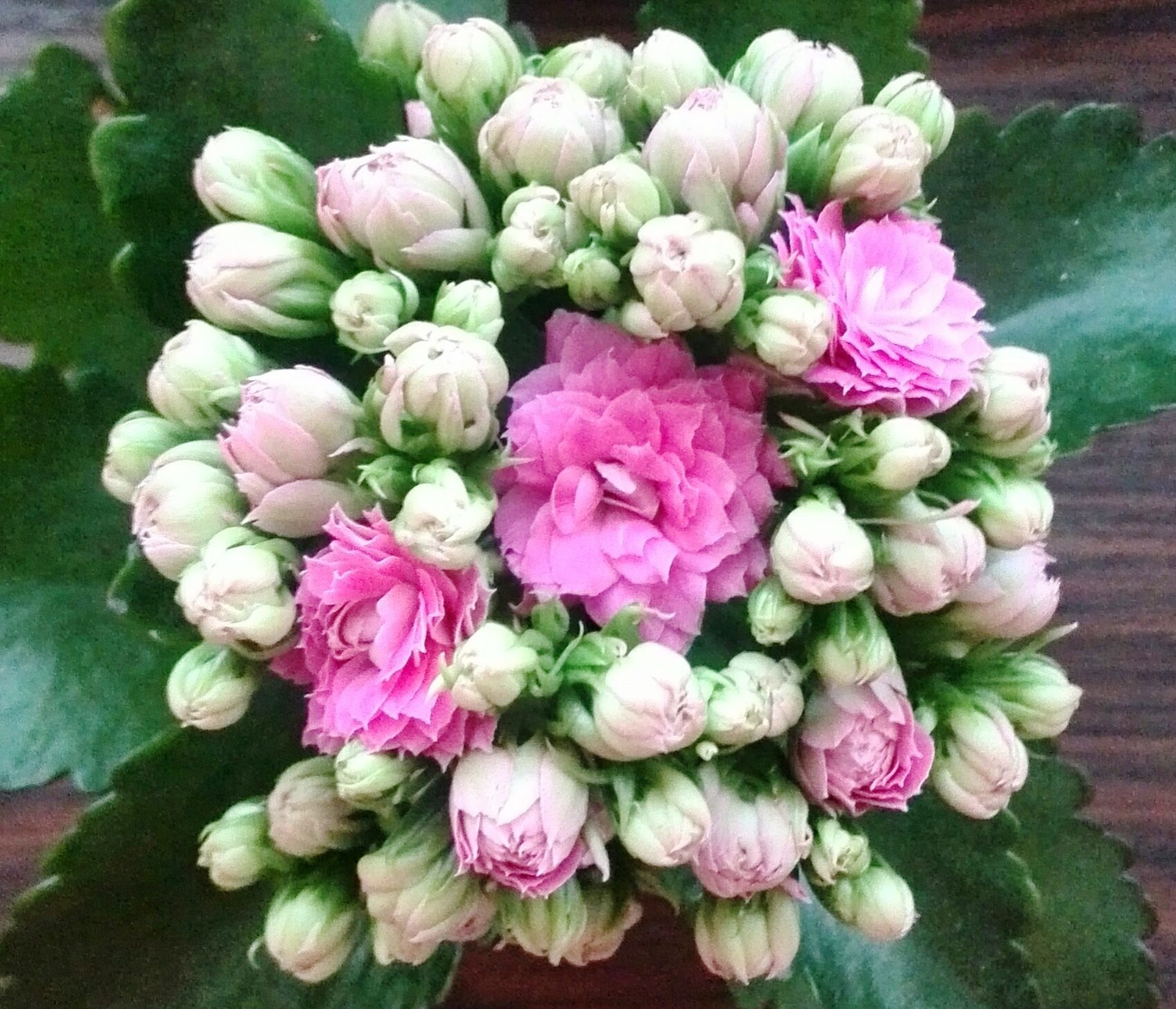 Kalanchoe Kalandiva: kućna njega