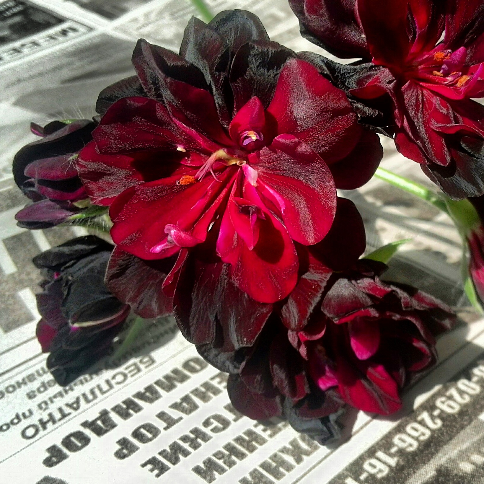 Pelargonij i pelargonija: razlika između biljaka