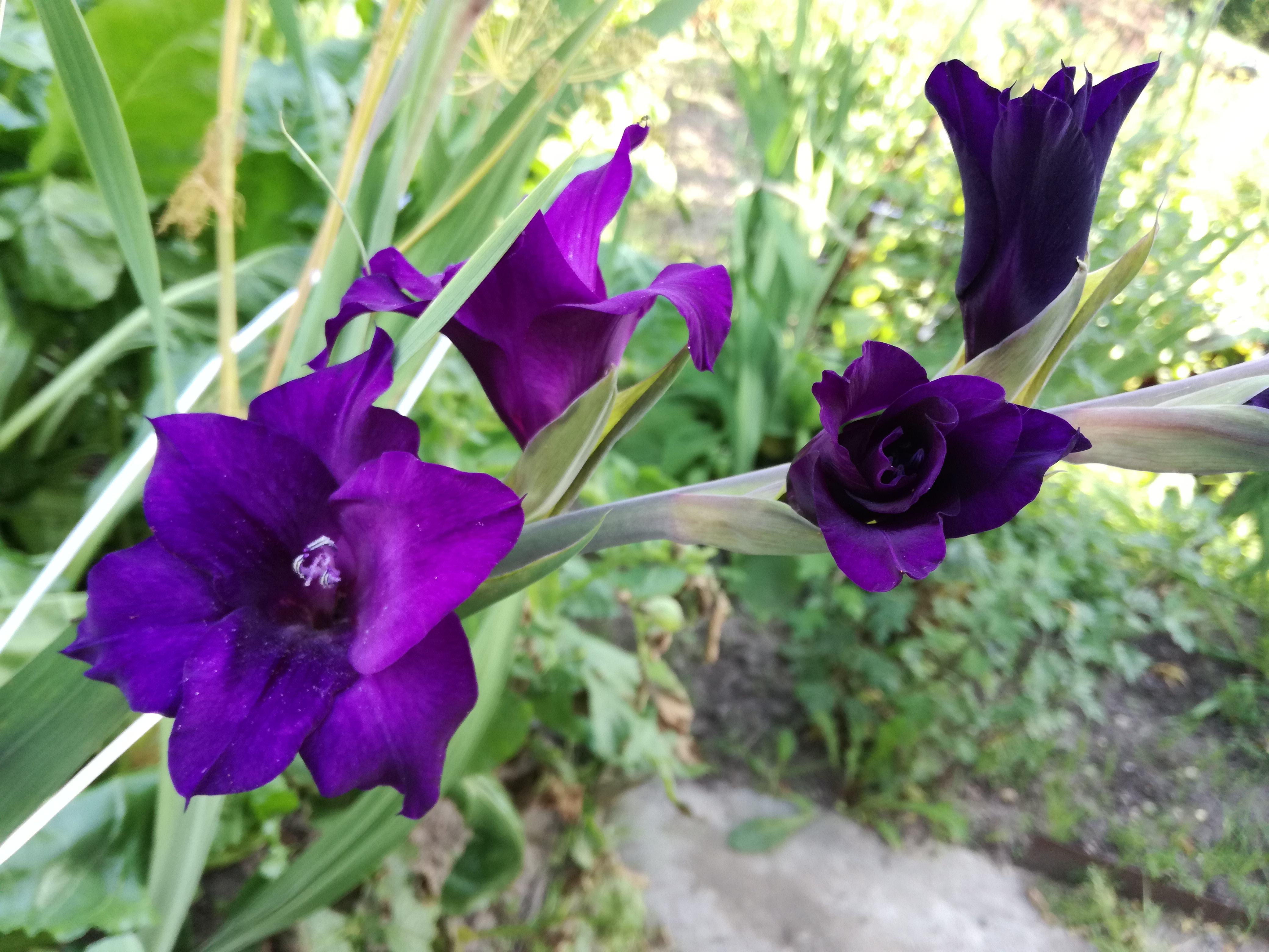 Vrtni gladioli: sorte sorti, fotografije s imenima