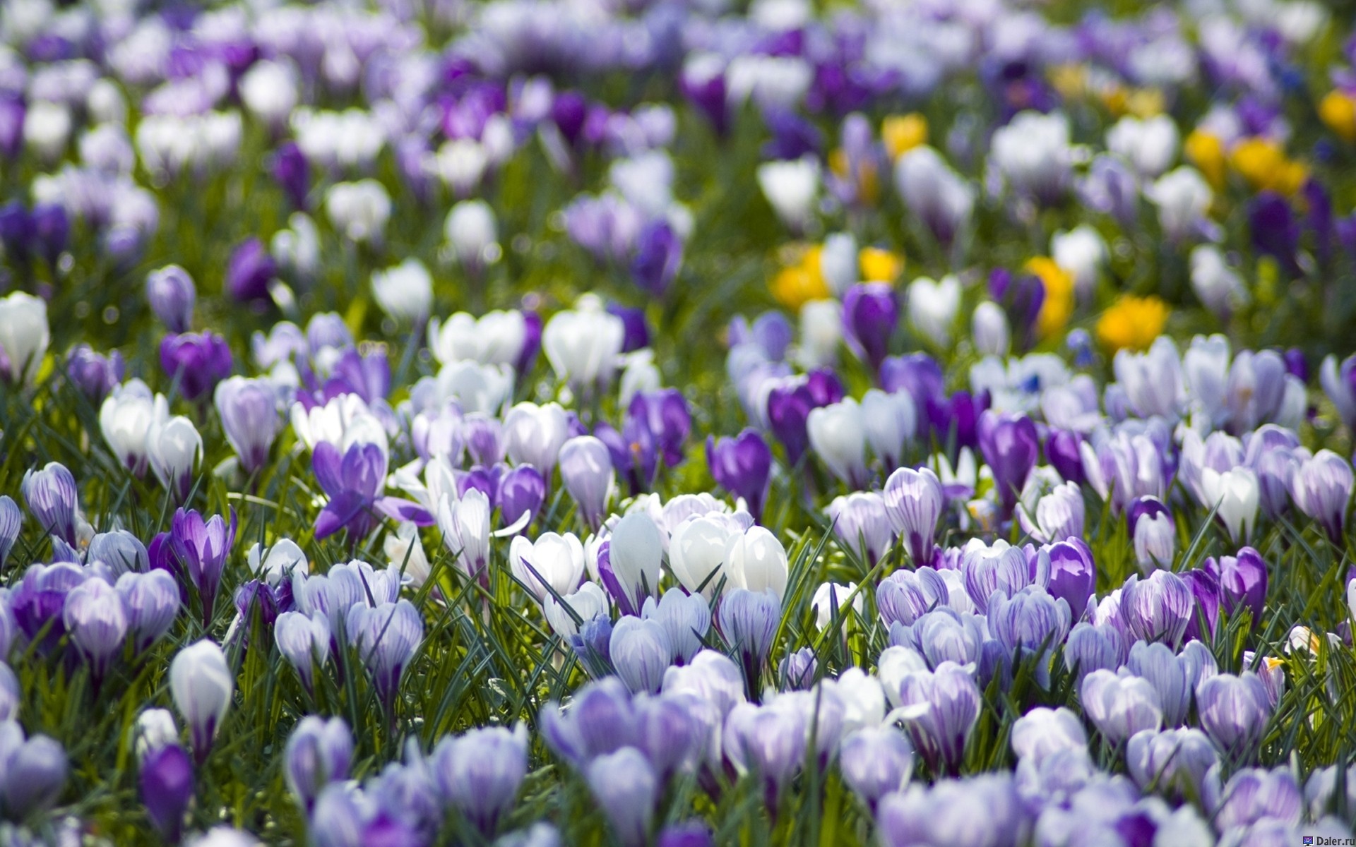 Crocus cvijeće: uzgoj kod kuće, sadnja i njega