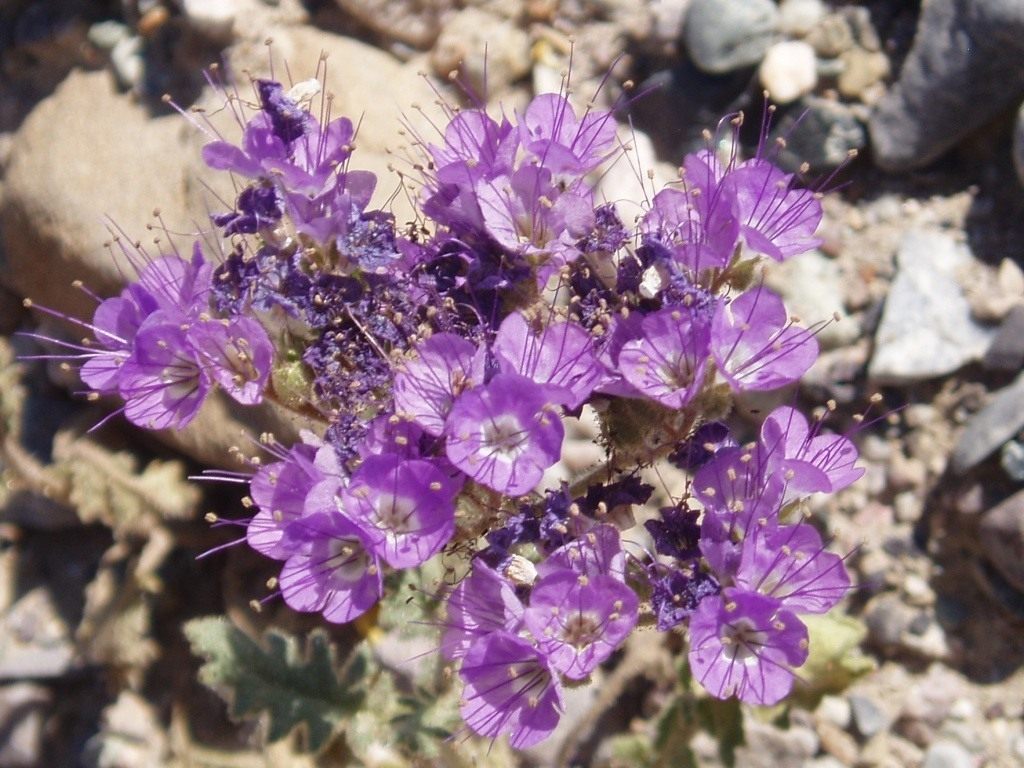 Zvono Phacelia california: njega i uzgoj iz sjemena