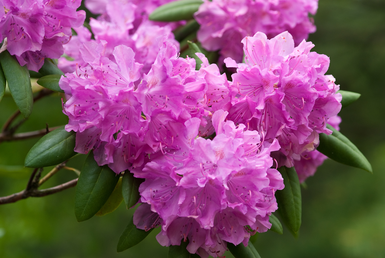 Sadnja i briga za vrtni rododendron: savjeti, fotografije