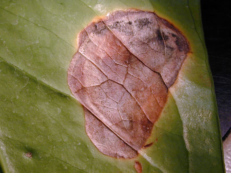 Kako liječiti bolesti lišća anthurium: fotografija i opis