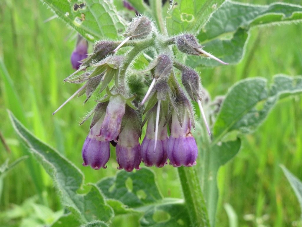 Gavez (officinalis): gdje raste, fotografija i opis