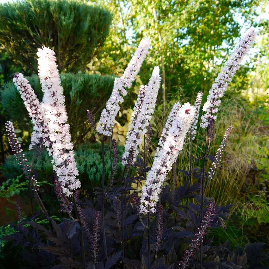 Sadnja i briga za racems black cohosh: sorte, fotografije