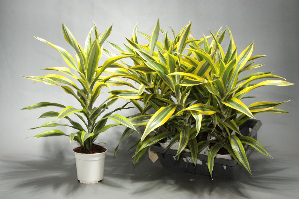 Dracaena cvijet: uzgoj kod kuće i fotografija