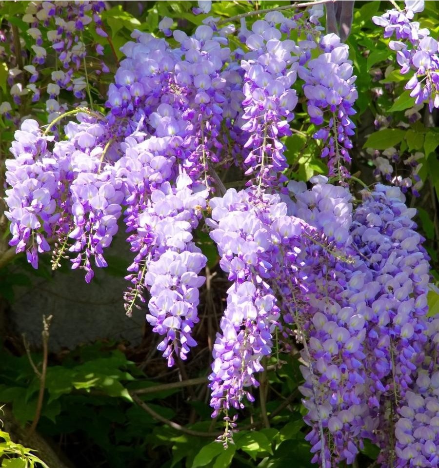 Wisteria: fotografija, njega i uzgoj u Moskovskoj regiji