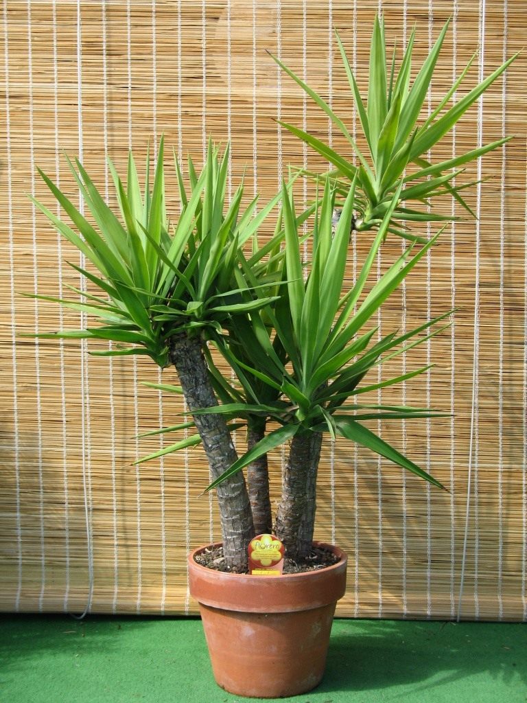 Cvijet Yucca: uzgoj kod kuće, fotografija