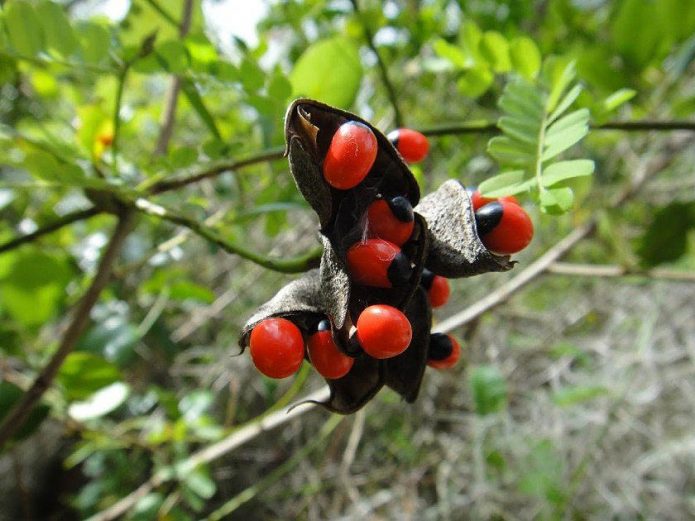 Molitva abrus