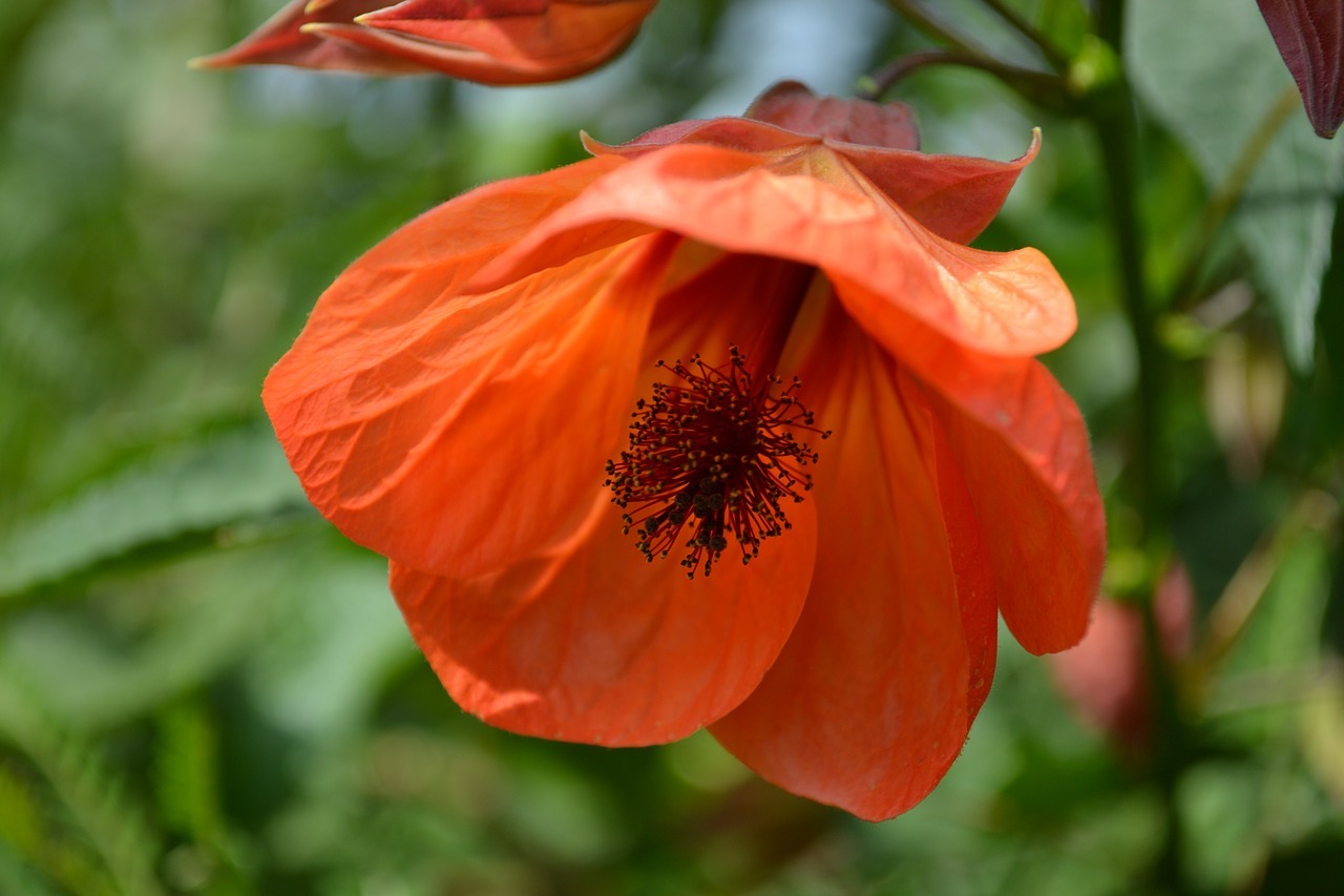 Briga za abutilon kod kuće: sorte, fotografije