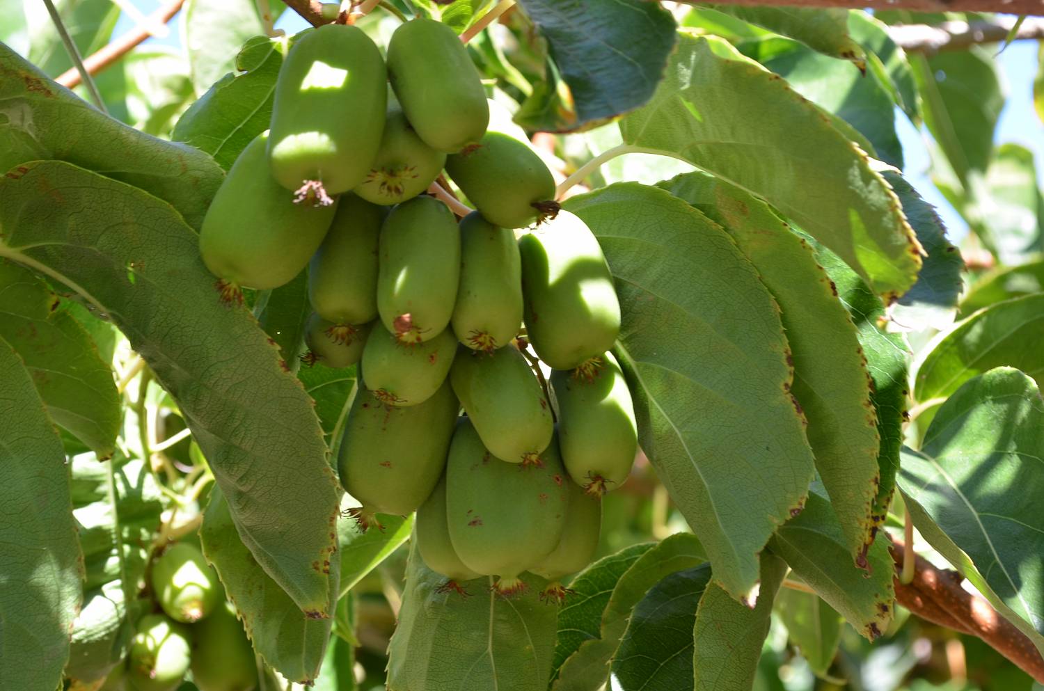 Actinidia za Moskovsku regiju: kolomikta i druge sorte, fotografija