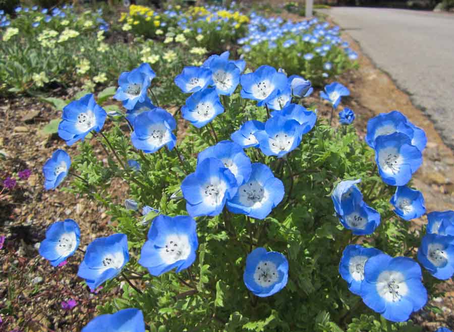 Plavobijela nemofila