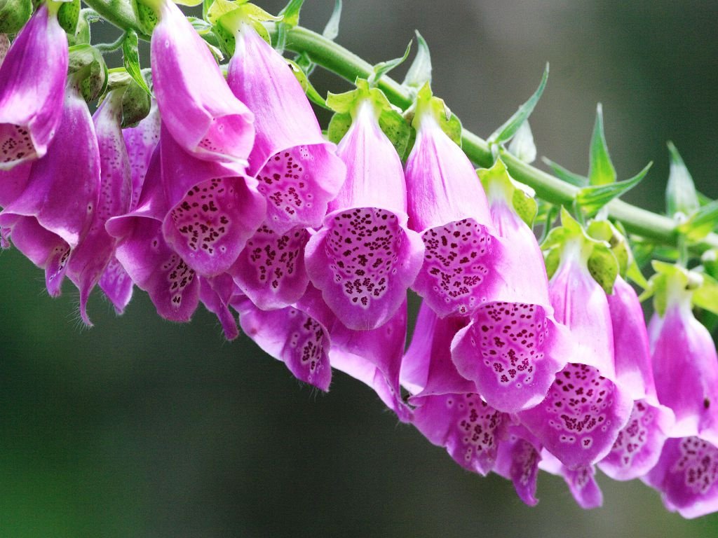 Digitalis: sorte i fotografije, sadnja i njega na otvorenom polju