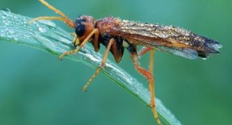 Pilica ploda crnog ribiza na listu